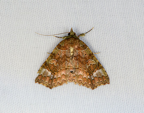 Erebidae, Minggre, Arfak Mountains, Papua Maybe Subfamily Herminiinae. Arfak Mountains,Australia (continent),Geotagged,Indonesia,Minggre,New Guinea,Papua,Papua 2023,Spring,Vogelkop,West Papua,Western New Guinea