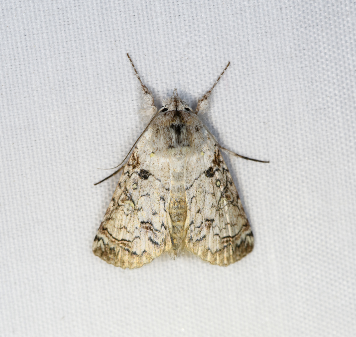 Tussock moth?, Minggre, Arfak Mountains, Papua  Arfak Mountains,Australia (continent),Geotagged,Indonesia,Minggre,New Guinea,Papua,Papua 2023,Spring,Vogelkop,West Papua,Western New Guinea