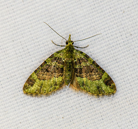 Geometer/Carpet Moth, Minggre, Arfak Mountains, Papua  Arfak Mountains,Australia (continent),Geotagged,Indonesia,Minggre,New Guinea,Papua,Papua 2023,Spring,Vogelkop,West Papua,Western New Guinea