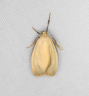 Erebidae, Minggre, Arfak Mountains, Papua  Arfak Mountains,Australia (continent),Geotagged,Indonesia,Minggre,New Guinea,Papua,Papua 2023,Spring,Vogelkop,West Papua,Western New Guinea