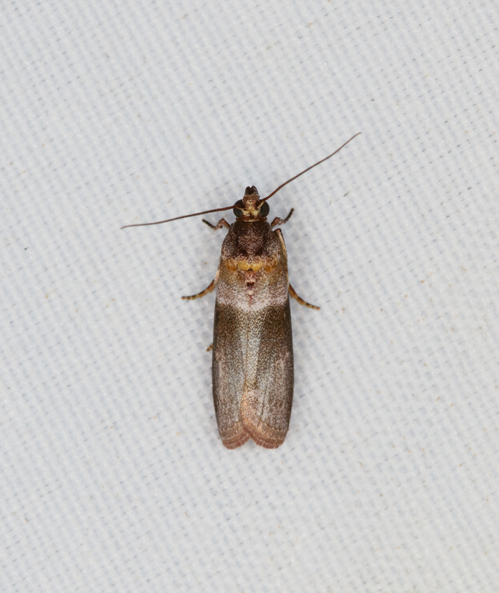 Tortricidae  Moth, Minggre, Arfak Mountains, Papua  Arfak Mountains,Australia (continent),Geotagged,Indonesia,Minggre,New Guinea,Papua,Papua 2023,Spring,Vogelkop,West Papua,Western New Guinea