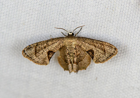 Phazaca cyclocrossa, Minggre, Arfak Mountains, Papua Similar but different species found in same location:
https://www.jungledragon.com/image/157959/phazaca_decorata_minggre_arfak_mountains_papua.html Arfak Mountains,Australia (continent),Geotagged,Indonesia,Minggre,New Guinea,Papua,Papua 2023,Phazaca cyclocrossa,Spring,Vogelkop,West Papua,Western New Guinea