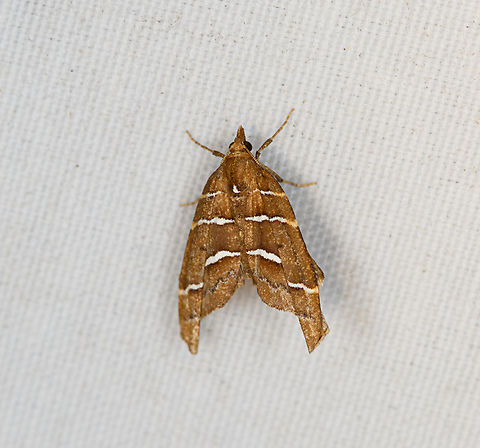 Crambidae, Minggre, Arfak Mountains, Papua  Arfak Mountains,Australia (continent),Geotagged,Indonesia,Minggre,New Guinea,Papua,Papua 2023,Spring,Vogelkop,West Papua,Western New Guinea