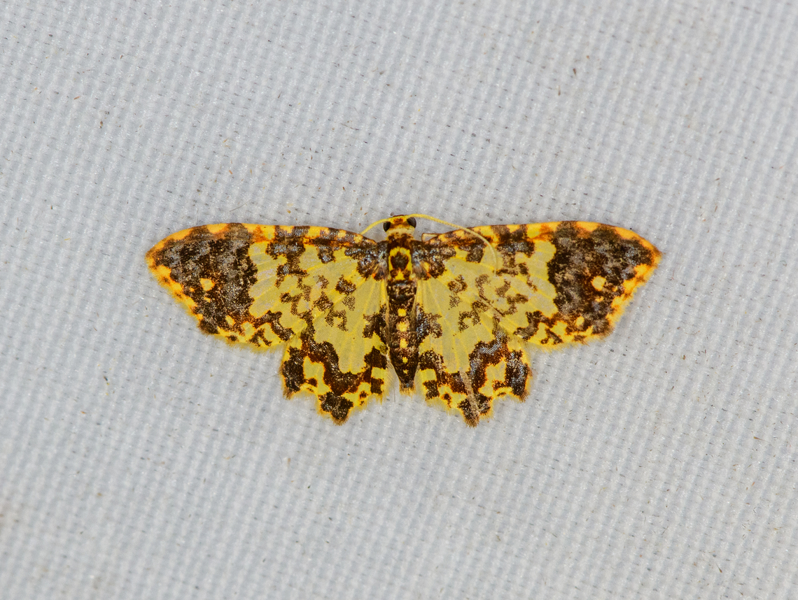 Pseudopolynesia sp., Minggre, Arfak Mountains, Papua Looks a lot like Pseudopolynesia amplificata, but might not be a full match. Arfak Mountains,Australia (continent),Geotagged,Indonesia,Minggre,New Guinea,Papua,Papua 2023,Spring,Vogelkop,West Papua,Western New Guinea
