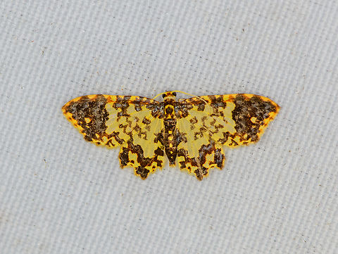 Pseudopolynesia sp., Minggre, Arfak Mountains, Papua Looks a lot like Pseudopolynesia amplificata, but might not be a full match. Arfak Mountains,Australia (continent),Geotagged,Indonesia,Minggre,New Guinea,Papua,Papua 2023,Spring,Vogelkop,West Papua,Western New Guinea