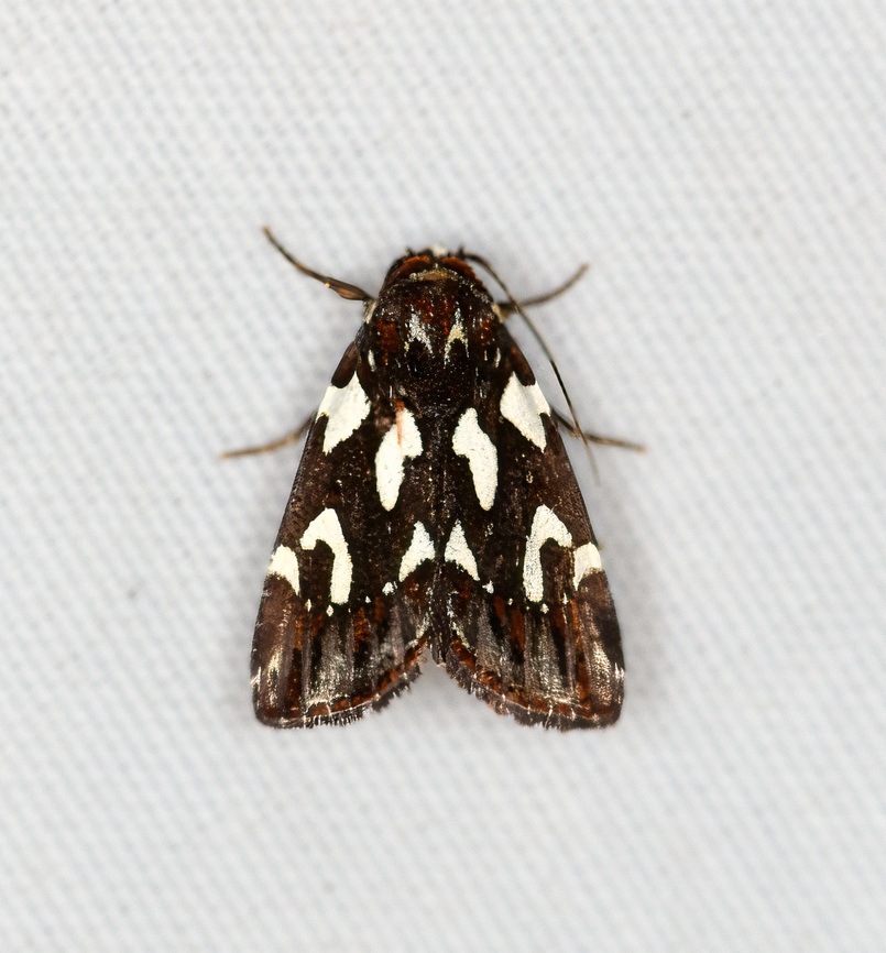 Nolidae?, Minggre, Arfak Mountains, Papua  Arfak Mountains,Australia (continent),Geotagged,Indonesia,Minggre,New Guinea,Papua,Papua 2023,Spring,Vogelkop,West Papua,Western New Guinea