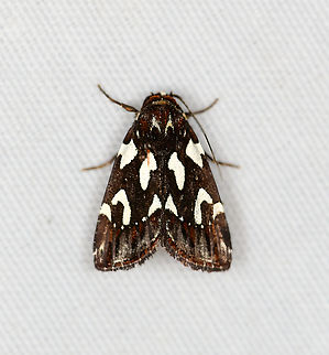 Nolidae?, Minggre, Arfak Mountains, Papua  Arfak Mountains,Australia (continent),Geotagged,Indonesia,Minggre,New Guinea,Papua,Papua 2023,Spring,Vogelkop,West Papua,Western New Guinea