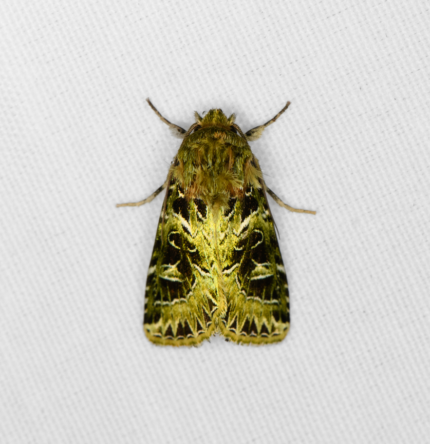 Pachythrix smaragdistis, Minggre, Arfak Mountains, Papua  Arfak Mountains,Australia (continent),Geotagged,Indonesia,Minggre,New Guinea,Pachythrix smaragdistis,Papua,Papua 2023,Spring,Vogelkop,West Papua,Western New Guinea