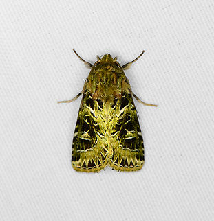 Pachythrix smaragdistis, Minggre, Arfak Mountains, Papua  Arfak Mountains,Australia (continent),Geotagged,Indonesia,Minggre,New Guinea,Pachythrix smaragdistis,Papua,Papua 2023,Spring,Vogelkop,West Papua,Western New Guinea