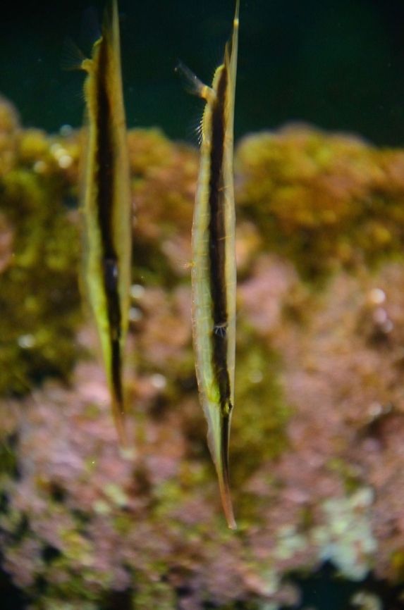 Vertical fish Sorry, but I have no idea what these are. Aeoliscus strigatus,C. scutatus,Centriscus scutatus,Fish,Razorfish,Rhenen Zoo