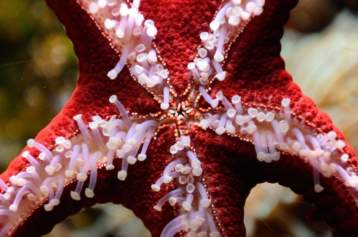 Red-knobbed Starfish (Protoreaster lincki) A very close look at the bottom of Red-knobbed Starish, clearly displaying their suction power and mouth. Starfish are mostly scavengers and incredibly sensitive to changes in the water. Marine,Protoreaster lincki,Protoreaster linckii,Red-knobbed Starfish,Rhenen Zoo,Starfish,Underwater,zoo