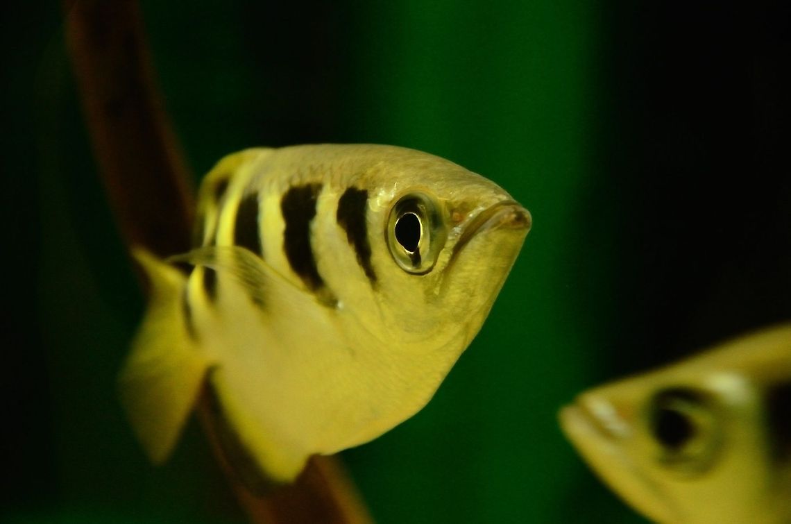 Archer Fish  (Toxotes jaculatrix) As plain as they look, Archer fishes are best known for their unique ability to shoot down insects with a beam of water. This means they're cool. Archer Fish,Banded archerfish,Fish,Rhenen Zoo,Toxotes jaculatrix