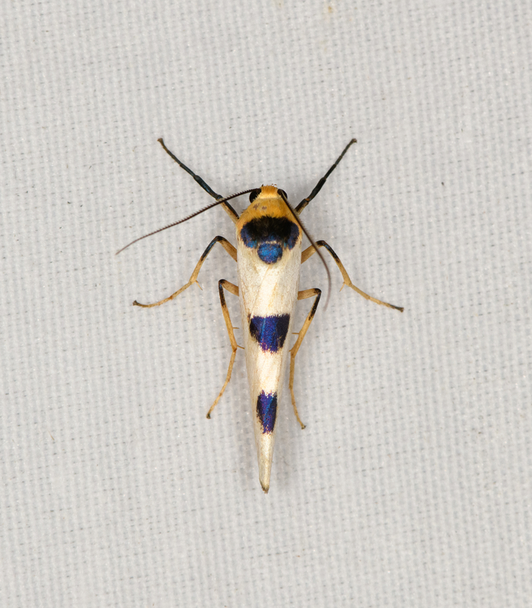 Monosyntaxis arfakensis, Minggre, Arfak Mountains, Papua  Arfak Mountains,Australia (continent),Geotagged,Indonesia,Minggre,Monosyntaxis arfakensis,New Guinea,Papua,Papua 2023,Spring,Vogelkop,West Papua,Western New Guinea