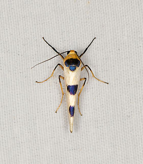 Monosyntaxis arfakensis, Minggre, Arfak Mountains, Papua  Arfak Mountains,Australia (continent),Geotagged,Indonesia,Minggre,Monosyntaxis arfakensis,New Guinea,Papua,Papua 2023,Spring,Vogelkop,West Papua,Western New Guinea