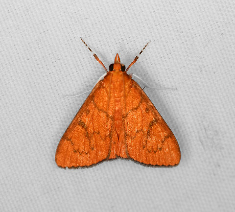 Ecpyrrhorrhoe ignealis, Minggre, Arfak Mountains, Papua  Arfak Mountains,Australia (continent),Ecpyrrhorrhoe ignealis,Geotagged,Indonesia,Minggre,New Guinea,Papua,Papua 2023,Spring,Vogelkop,West Papua,Western New Guinea