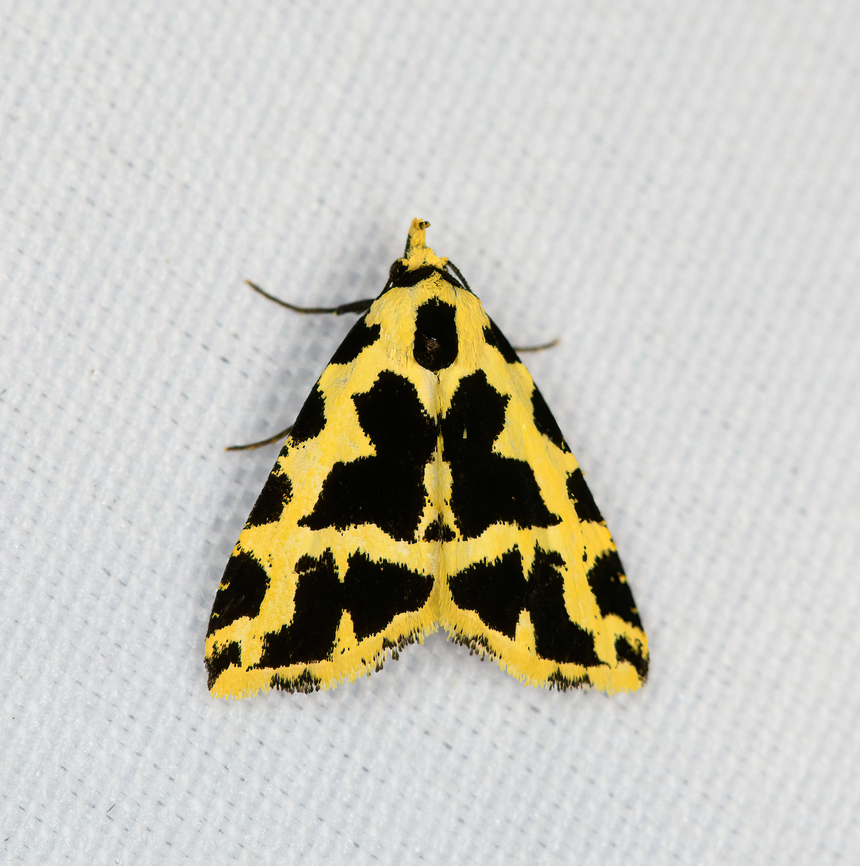 Madoce aroa, Minggre, Arfak Mountains, Papua  Arfak Mountains,Australia (continent),Geotagged,Indonesia,Madoce aroa,Minggre,New Guinea,Papua,Papua 2023,Spring,Vogelkop,West Papua,Western New Guinea