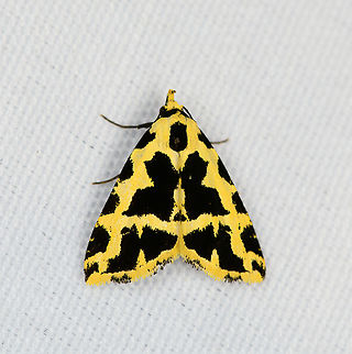 Madoce aroa, Minggre, Arfak Mountains, Papua  Arfak Mountains,Australia (continent),Geotagged,Indonesia,Madoce aroa,Minggre,New Guinea,Papua,Papua 2023,Spring,Vogelkop,West Papua,Western New Guinea