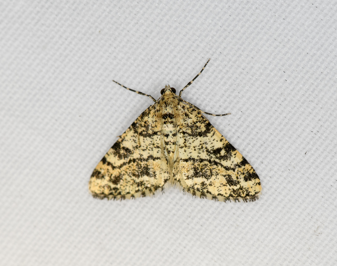 Boarmiini?, Minggre, Arfak Mountains, Papua  Arfak Mountains,Australia (continent),Geotagged,Indonesia,Minggre,New Guinea,Papua,Papua 2023,Spring,Vogelkop,West Papua,Western New Guinea