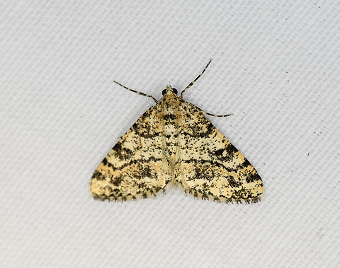 Boarmiini?, Minggre, Arfak Mountains, Papua  Arfak Mountains,Australia (continent),Geotagged,Indonesia,Minggre,New Guinea,Papua,Papua 2023,Spring,Vogelkop,West Papua,Western New Guinea