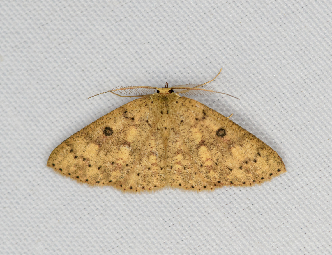 Cyclophora sp., Minggre, Arfak Mountains, Papua  Arfak Mountains,Australia (continent),Geotagged,Indonesia,Minggre,New Guinea,Papua,Papua 2023,Spring,Vogelkop,West Papua,Western New Guinea