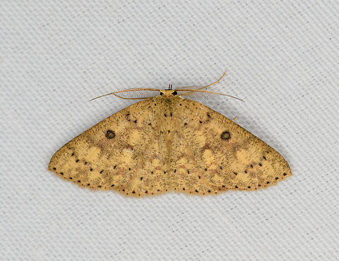 Cyclophora sp., Minggre, Arfak Mountains, Papua  Arfak Mountains,Australia (continent),Geotagged,Indonesia,Minggre,New Guinea,Papua,Papua 2023,Spring,Vogelkop,West Papua,Western New Guinea