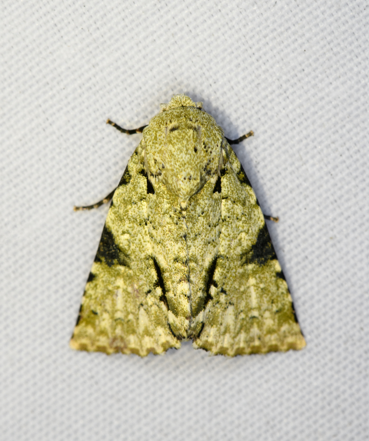 Acronicta dinawa, Minggre, Arfak Mountains, Papua <a href="https://www.inaturalist.org/photos/13018366" rel="nofollow">https://www.inaturalist.org/photos/13018366</a> Acronicta dinawa,Arfak Mountains,Australia (continent),Geotagged,Indonesia,Minggre,New Guinea,Papua,Papua 2023,Spring,Vogelkop,West Papua,Western New Guinea