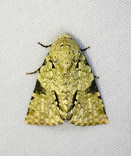 Acronicta dinawa