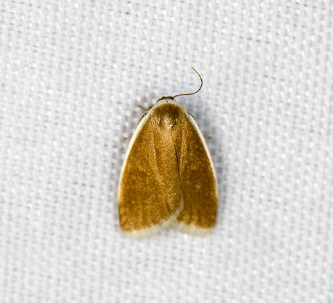 Nolidae?, Minggre, Arfak Mountains, Papua  Arfak Mountains,Australia (continent),Geotagged,Indonesia,Minggre,New Guinea,Papua,Papua 2023,Spring,Vogelkop,West Papua,Western New Guinea