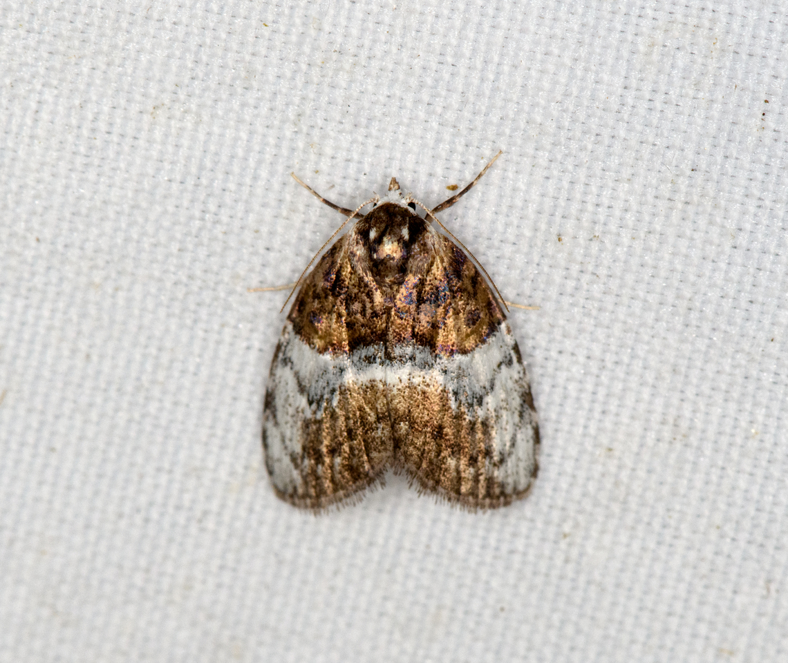 Noctuoidea, Minggre, Arfak Mountains, Papua  Arfak Mountains,Australia (continent),Geotagged,Indonesia,Minggre,New Guinea,Papua,Papua 2023,Spring,Vogelkop,West Papua,Western New Guinea