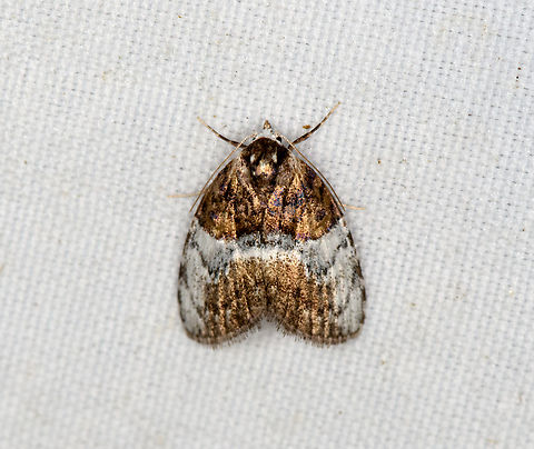 Noctuoidea, Minggre, Arfak Mountains, Papua  Arfak Mountains,Australia (continent),Geotagged,Indonesia,Minggre,New Guinea,Papua,Papua 2023,Spring,Vogelkop,West Papua,Western New Guinea