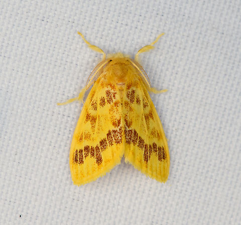 Tussock moth?, Minggre, Arfak Mountains, Papua Similar:
https://www.jungledragon.com/image/158718/nygmiiniartaxa_minggre_arfak_mountains_papua.html Arfak Mountains,Australia (continent),Geotagged,Indonesia,Minggre,New Guinea,Papua,Papua 2023,Spring,Vogelkop,West Papua,Western New Guinea