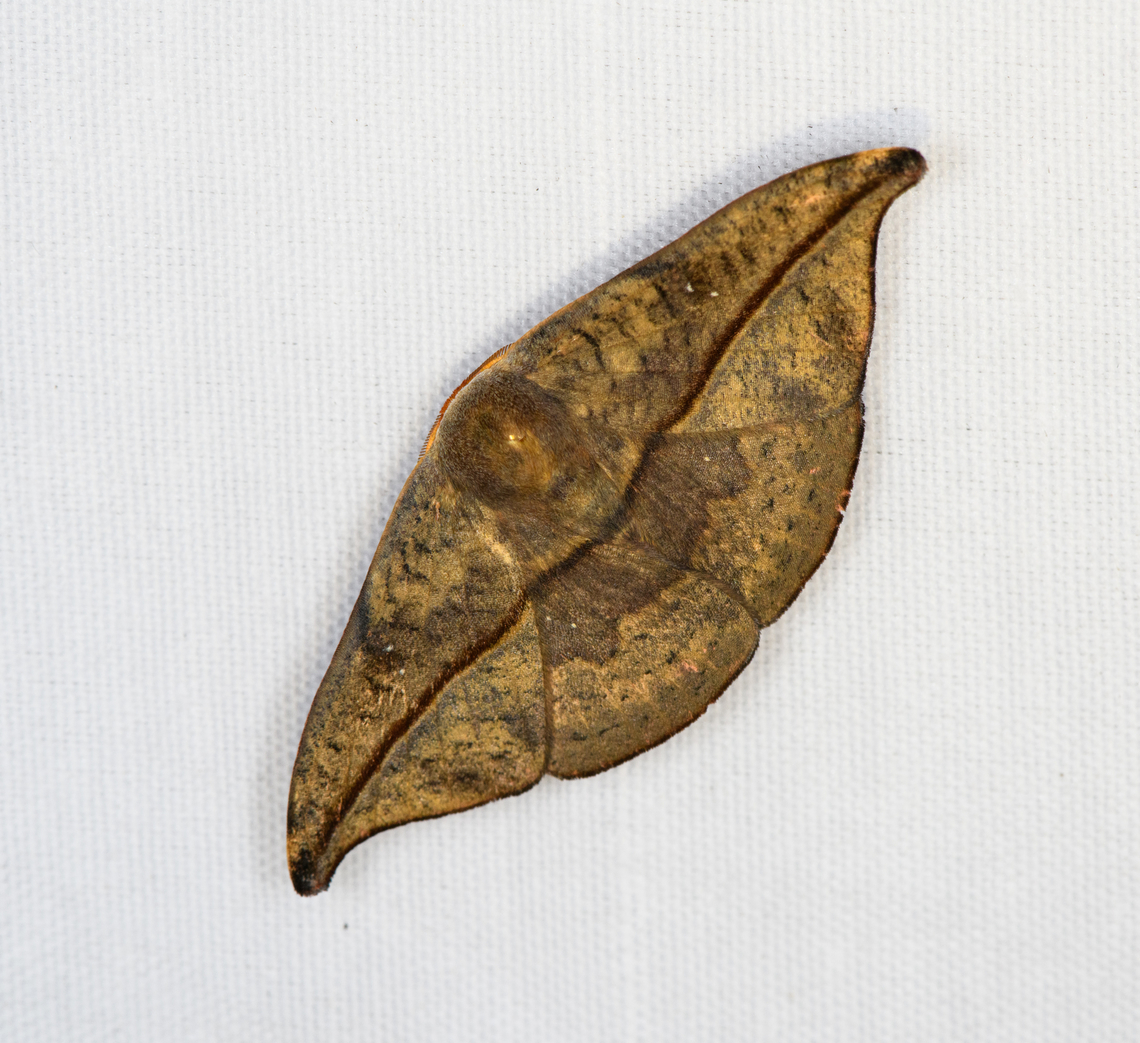 Drepanoidea, Minggre, Arfak Mountains, Papua  Arfak Mountains,Australia (continent),Geotagged,Indonesia,Minggre,New Guinea,Papua,Papua 2023,Spring,Vogelkop,West Papua,Western New Guinea