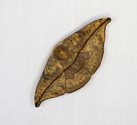 Drepanoidea, Minggre, Arfak Mountains, Papua  Arfak Mountains,Australia (continent),Geotagged,Indonesia,Minggre,New Guinea,Papua,Papua 2023,Spring,Vogelkop,West Papua,Western New Guinea