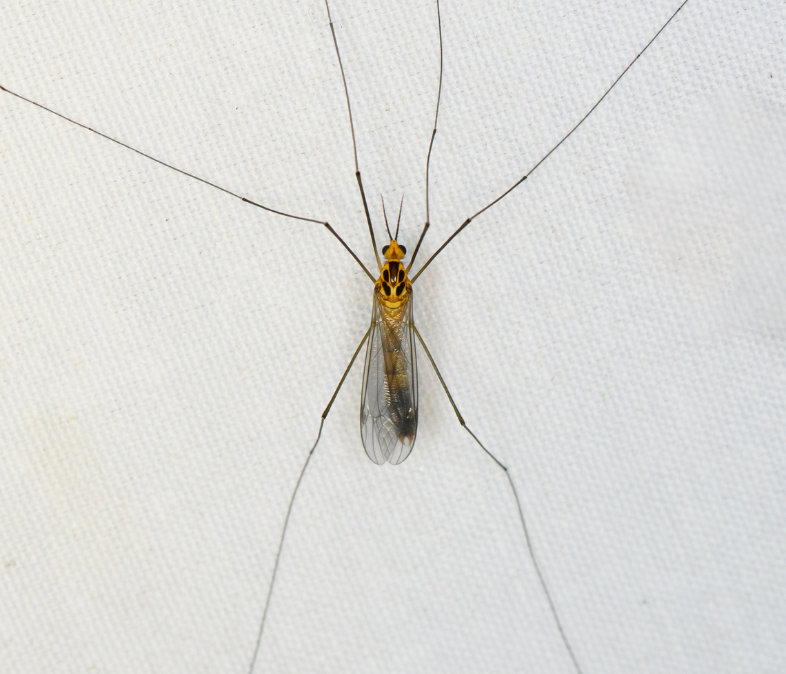 Nephrotoma sp., Minggre, Arfak Mountains, Papua  Arfak Mountains,Australia (continent),Geotagged,Indonesia,Minggre,New Guinea,Papua,Papua 2023,Spring,Vogelkop,West Papua,Western New Guinea