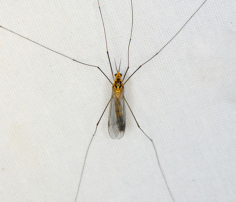 Nephrotoma sp., Minggre, Arfak Mountains, Papua  Arfak Mountains,Australia (continent),Geotagged,Indonesia,Minggre,New Guinea,Papua,Papua 2023,Spring,Vogelkop,West Papua,Western New Guinea