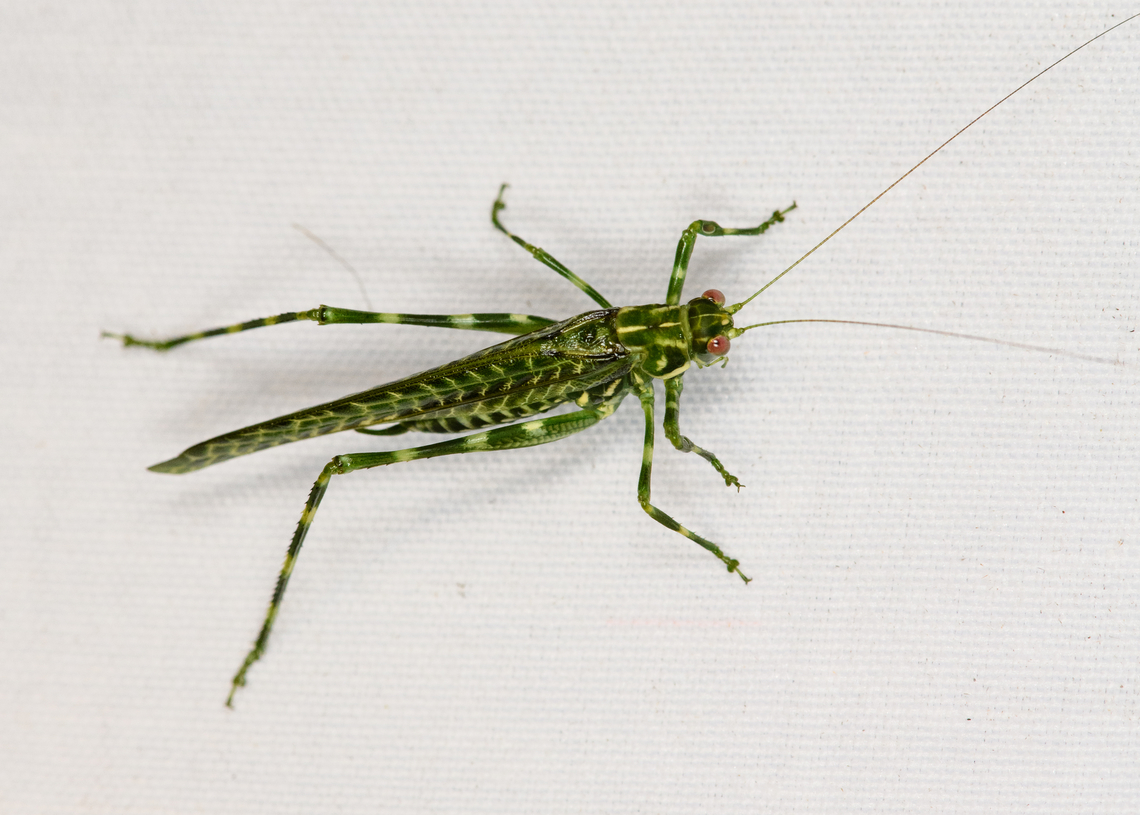 Katydid, Minggre, Arfak Mountains, Papua  Arfak Mountains,Australia (continent),Geotagged,Indonesia,Minggre,New Guinea,Papua,Papua 2023,Spring,Vogelkop,West Papua,Western New Guinea