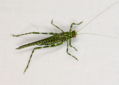 Katydid, Minggre, Arfak Mountains, Papua  Arfak Mountains,Australia (continent),Geotagged,Indonesia,Minggre,New Guinea,Papua,Papua 2023,Spring,Vogelkop,West Papua,Western New Guinea