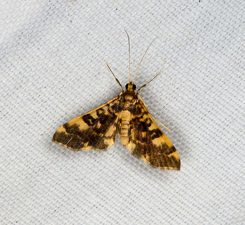 Crambidae, Minggre, Arfak Mountains, Papua  Arfak Mountains,Australia (continent),Geotagged,Indonesia,Minggre,New Guinea,Papua,Papua 2023,Spring,Vogelkop,West Papua,Western New Guinea