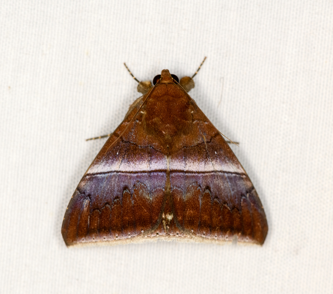 Parallelia correctata, Minggre, Arfak Mountains, Papua  Arfak Mountains,Australia (continent),Geotagged,Indonesia,Minggre,New Guinea,Papua,Papua 2023,Parallelia correctata,Spring,Vogelkop,West Papua,Western New Guinea