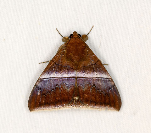 Parallelia correctata, Minggre, Arfak Mountains, Papua  Arfak Mountains,Australia (continent),Geotagged,Indonesia,Minggre,New Guinea,Papua,Papua 2023,Parallelia correctata,Spring,Vogelkop,West Papua,Western New Guinea