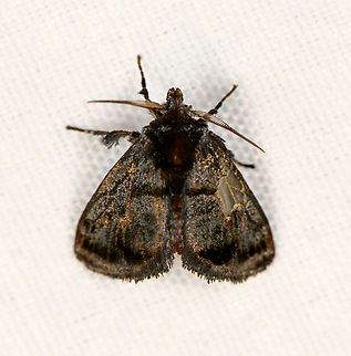 Small dark moth, Minggre, Arfak Mountains, Papua  Arfak Mountains,Australia (continent),Geotagged,Indonesia,Minggre,New Guinea,Papua,Papua 2023,Spring,Vogelkop,West Papua,Western New Guinea