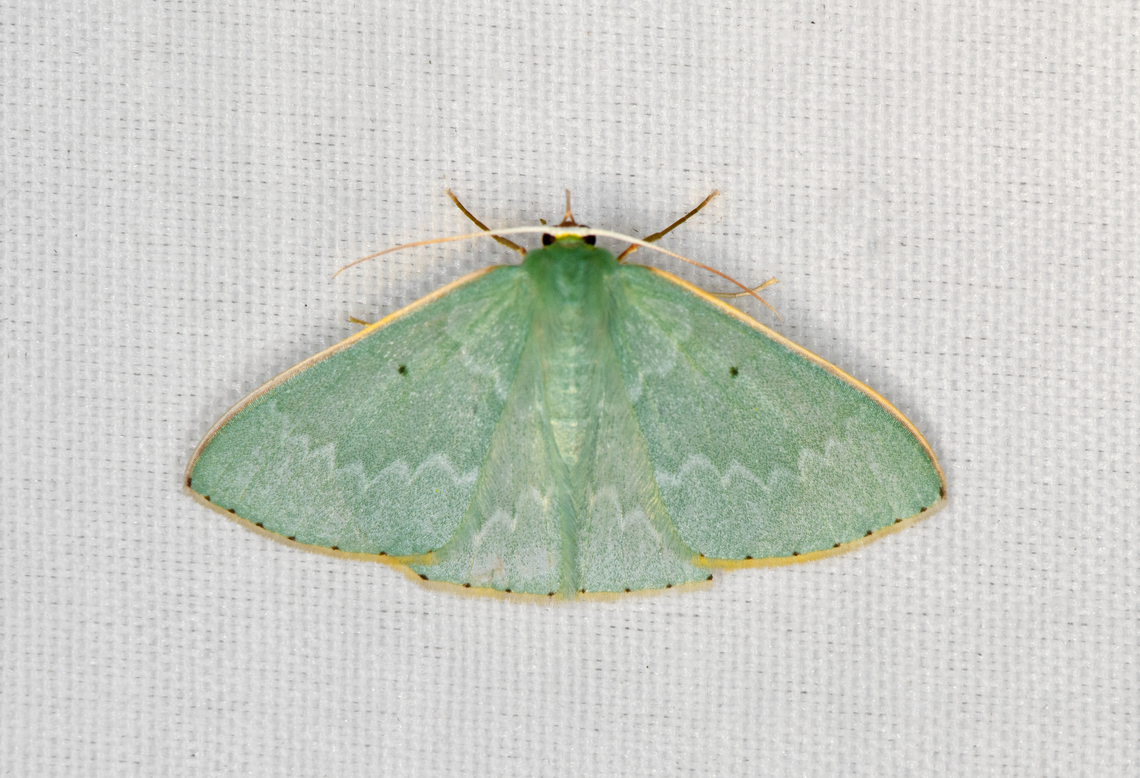 Prasinocyma punctulata, Minggre, Arfak Mountains, Papua  Arfak Mountains,Australia (continent),Geotagged,Indonesia,Minggre,New Guinea,Papua,Papua 2023,Prasinocyma punctulata,Spring,Vogelkop,West Papua,Western New Guinea