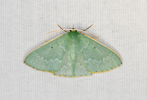 Prasinocyma punctulata, Minggre, Arfak Mountains, Papua  Arfak Mountains,Australia (continent),Geotagged,Indonesia,Minggre,New Guinea,Papua,Papua 2023,Prasinocyma punctulata,Spring,Vogelkop,West Papua,Western New Guinea