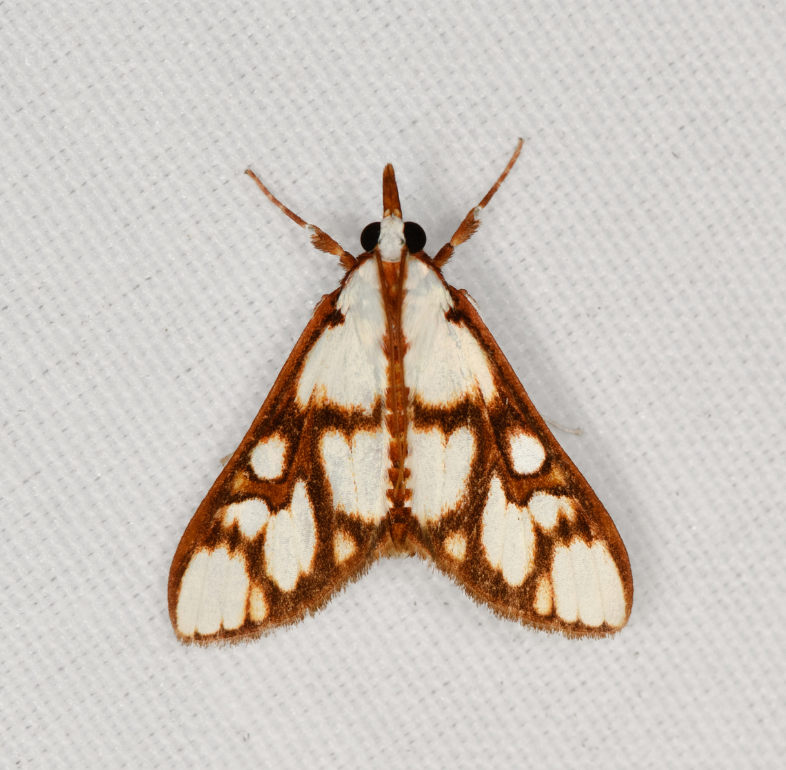 Cirrhochrista sp., Minggre, Arfak Mountains, Papua  Arfak Mountains,Australia (continent),Geotagged,Indonesia,Minggre,New Guinea,Papua,Papua 2023,Spring,Vogelkop,West Papua,Western New Guinea