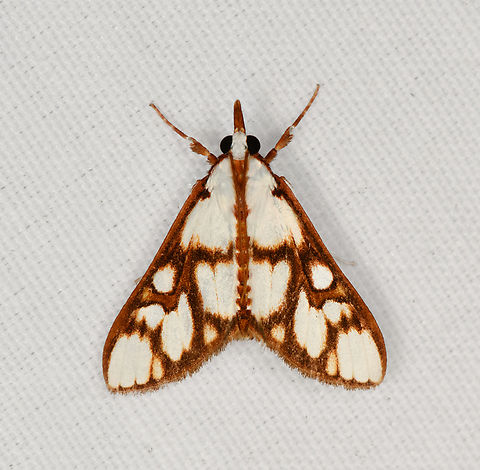 Cirrhochrista sp., Minggre, Arfak Mountains, Papua  Arfak Mountains,Australia (continent),Geotagged,Indonesia,Minggre,New Guinea,Papua,Papua 2023,Spring,Vogelkop,West Papua,Western New Guinea