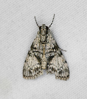 Phenacodes sp., Minggre, Arfak Mountains, Papua Looks very similar to Phenacodes aleuropa, which is typically reported from Australia. Arfak Mountains,Australia (continent),Geotagged,Indonesia,Minggre,New Guinea,Papua,Papua 2023,Spring,Vogelkop,West Papua,Western New Guinea