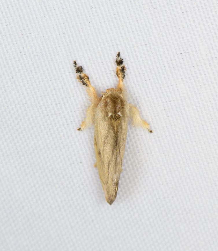 Limacodidae, Minggre, Arfak Mountains, Papua  Arfak Mountains,Australia (continent),Geotagged,Indonesia,Minggre,New Guinea,Papua,Papua 2023,Spring,Vogelkop,West Papua,Western New Guinea