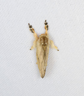 Limacodidae, Minggre, Arfak Mountains, Papua  Arfak Mountains,Australia (continent),Geotagged,Indonesia,Minggre,New Guinea,Papua,Papua 2023,Spring,Vogelkop,West Papua,Western New Guinea