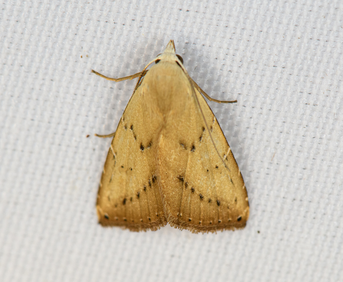 Unknown Moth, Minggre, Arfak Mountains, Papua And this is the last of the Papuan moth set. The total yield is here:<br />
<ul class="collections-simple"><li><a href="https://www.jungledragon.com/list/694" title="view as slideshow" class="button slideshow"><em class="fa fa-bookmark"></em>Moths of Papua</a></li></ul> Arfak Mountains,Australia (continent),Geotagged,Indonesia,Minggre,New Guinea,Papua,Papua 2023,Spring,Vogelkop,West Papua,Western New Guinea