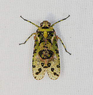 Poiocerinae, Minggre, Arfak Mountains, Papua  Arfak Mountains,Australia (continent),Geotagged,Indonesia,Minggre,New Guinea,Papua,Papua 2023,Spring,Vogelkop,West Papua,Western New Guinea